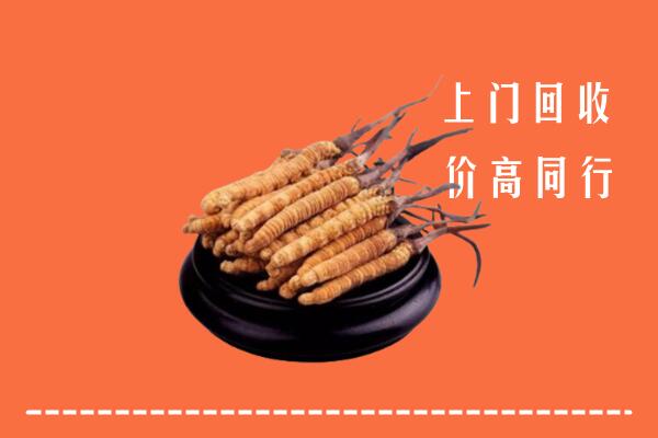 附近收购：丰满区冬虫夏草回收多少钱每克